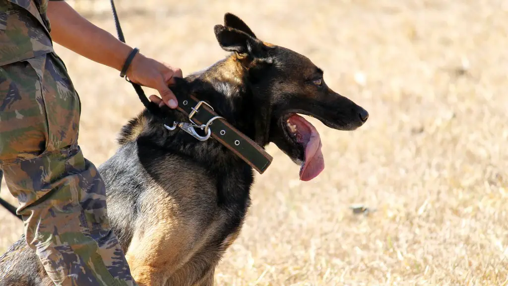 Why the french army loves rifle grenades?